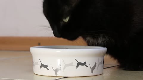 Black Cat Eating Food