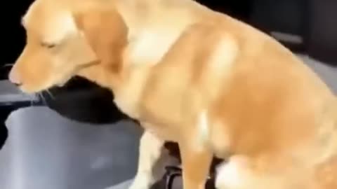 cute-and-funny-animal-video-funniest-viral-puppy-cat-clips-shorts-video-funny-animals