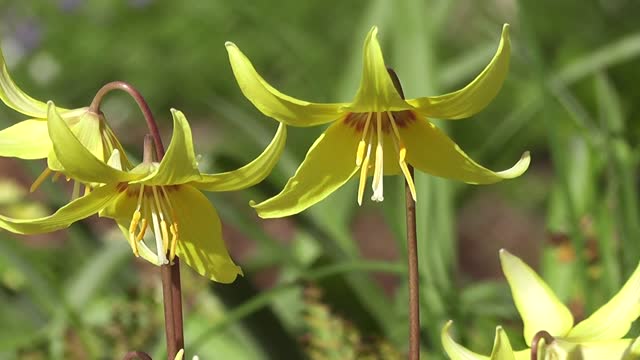 Wonderful Flowers