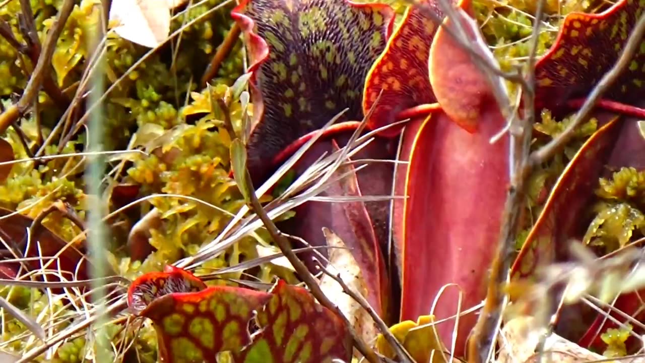 Pitcher Plants