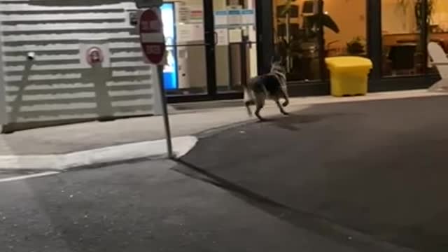 German Shepherd dog anxiously paces outside the vet's office waiting for his brother.