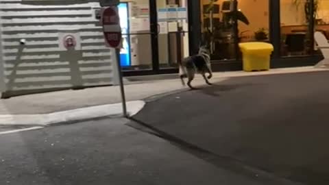 German Shepherd dog anxiously paces outside the vet's office waiting for his brother.