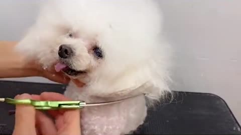 Cutest Snow White Poodle Puppy Grooming_ How To Groom Poodle Puppy _ Puppy Groomy