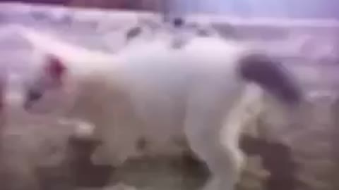 Dancing Cat Better then Your Crush!!