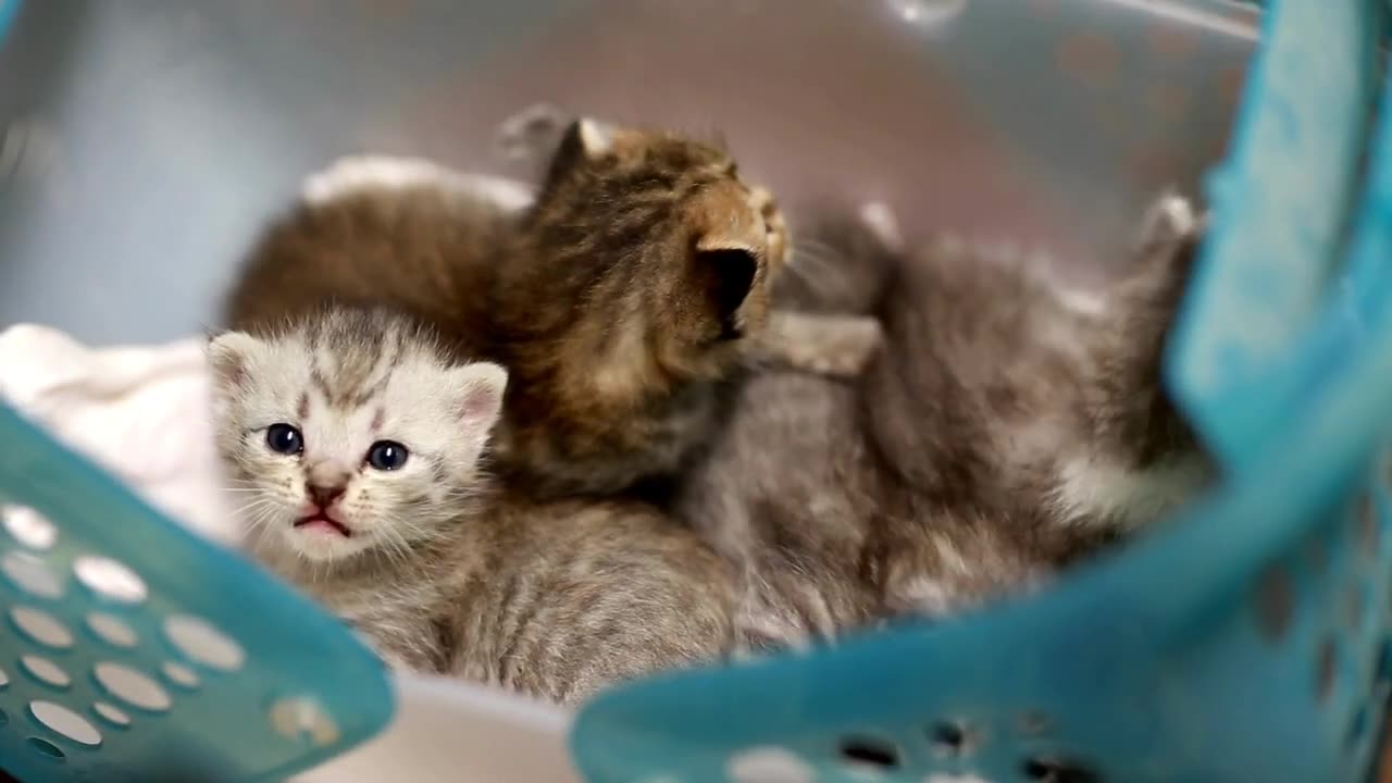 CUTE KITTENS