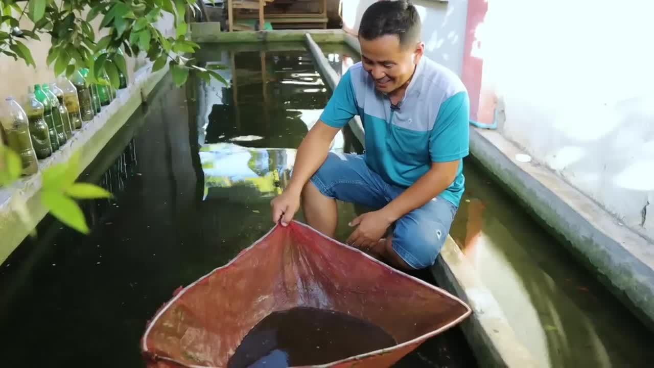 How My Farm Produce 30,000 Goldfish/Japanese koi babies in just 1 Week? Massive Fish Production!-12