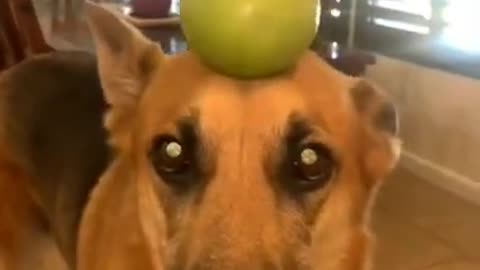 Cute dogs behavior 😂😂