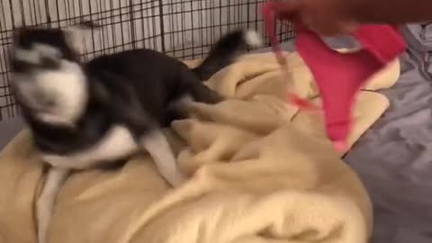 Hilarious Husky Says No! Leave Me Alone!