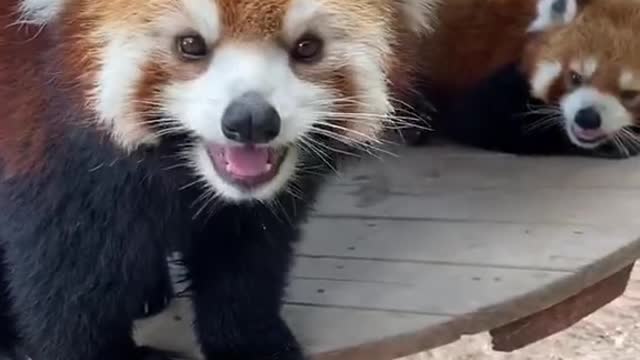 Look at me. # Thisis so cute. # cuteexplosively