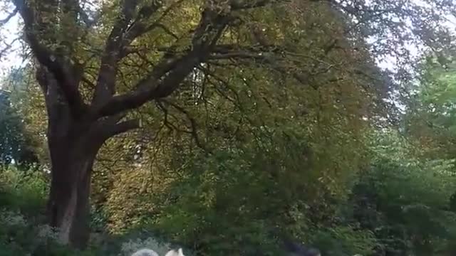 Paris Le parc des Buttes-Chaumont est un jardin