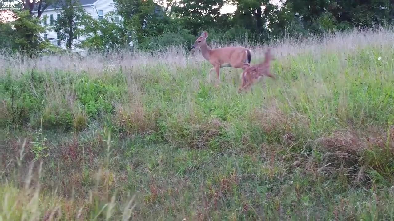 Nature Wildlife in 4K_ Amazing Animal Videos Filmed In High Definition - (4K Video Ultra HD)