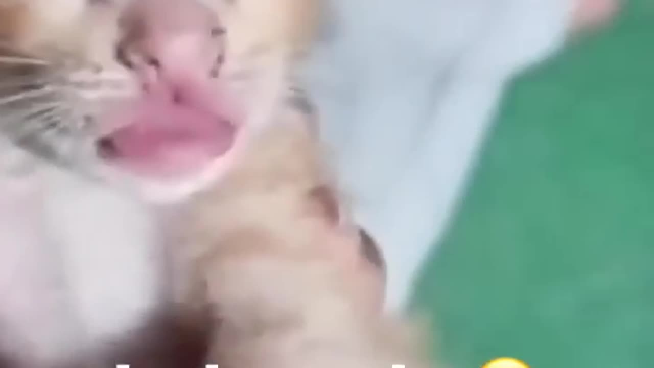 Funny cats episode 72 shorts (720p)