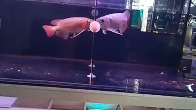 Arowana fish in aquarium