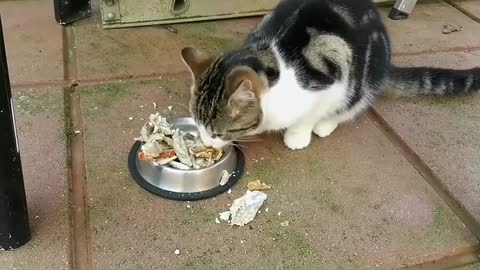 Hungry Kitten Eating Lamb