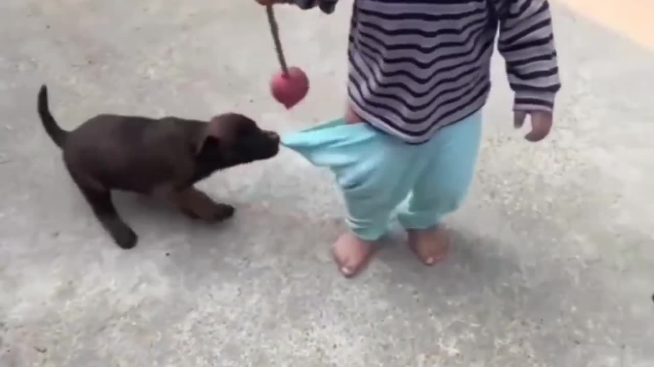 Dog puppy is pushing kid's