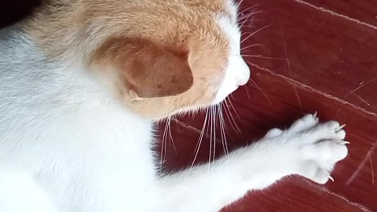 Pettin' My Cat