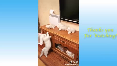 Funny Animal Video