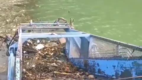 This is a beautiful and charming water-dwelling species