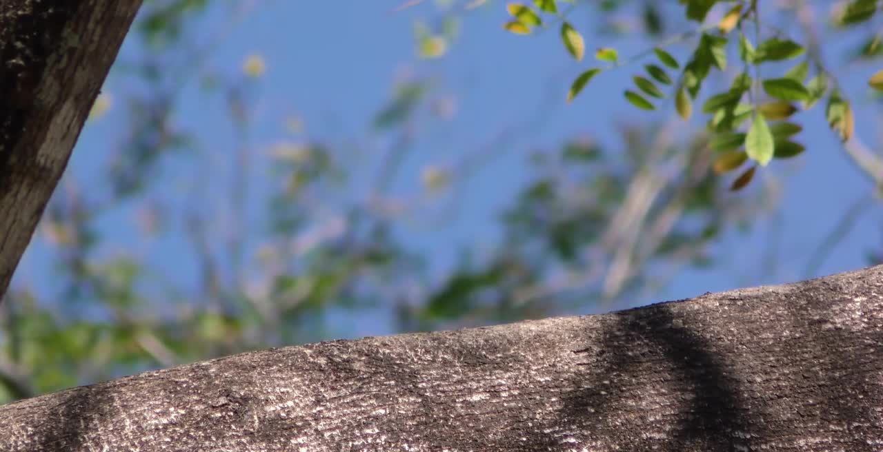 Breathtaking Colorful Birds of the Rainforest2 Part.rGsUPh