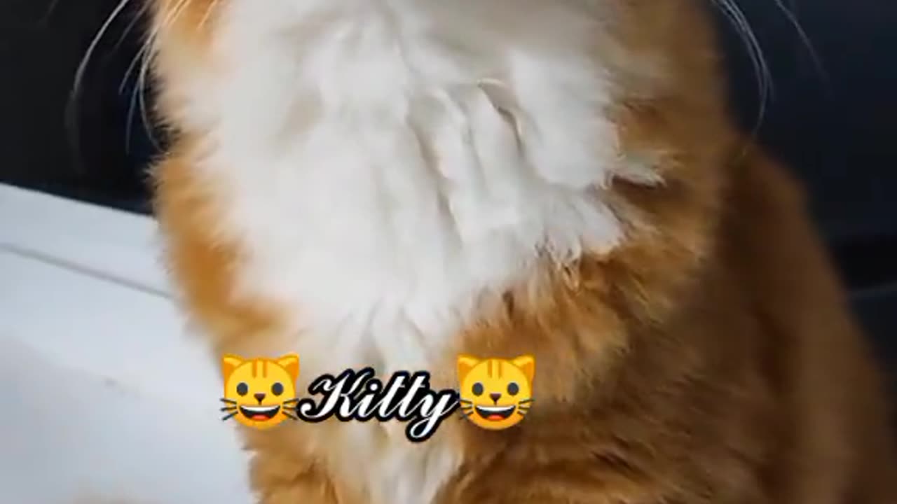 The cute cat sing a song.........