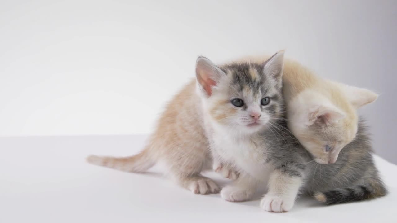 Cute Kitten on White Background