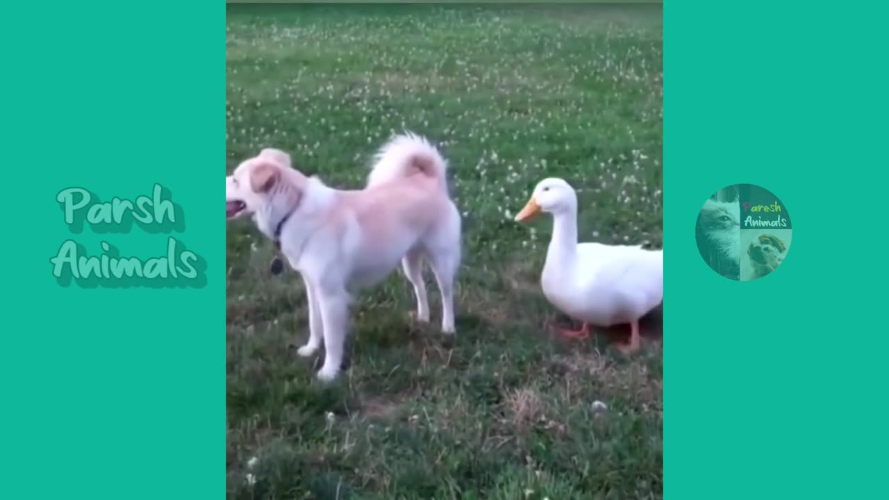 Funny animals