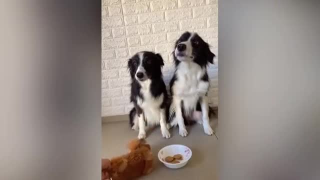 Funny cats and dogs reaction videos