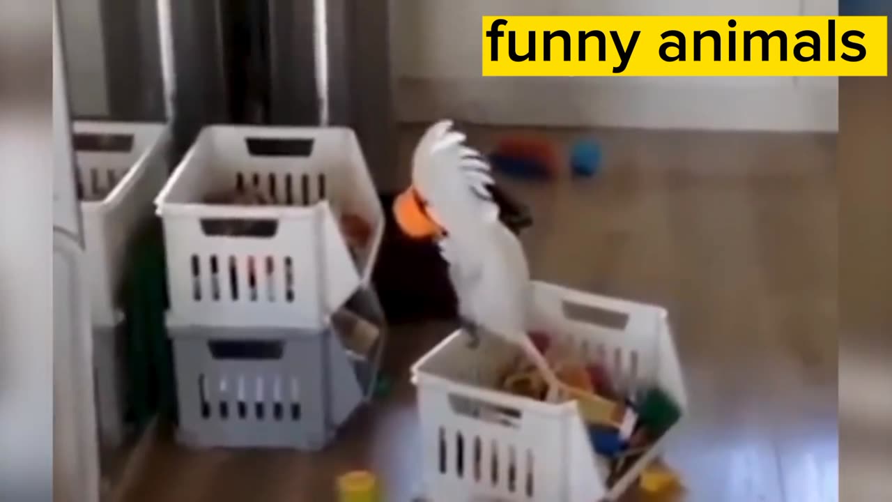 Funny cats and dogs 2023 video 😂