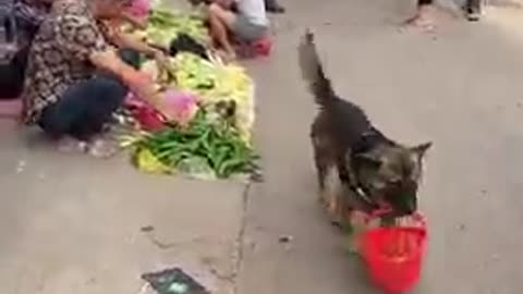 What happened when a dog arrives for shopping , SUPER CUTE