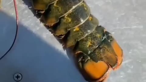 This is a beautiful and charming water-dwelling species