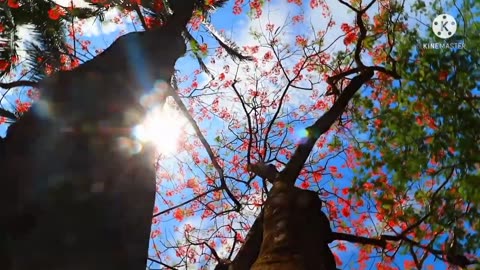 Relaxing Music | Sleeping, Meditation, Stress Relief | [7234] ⭐️