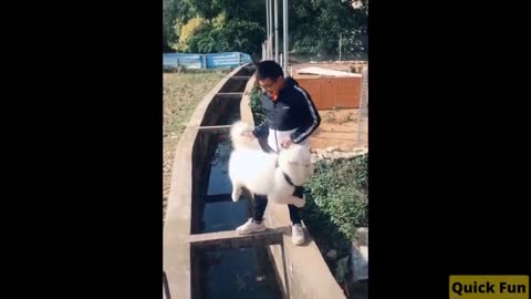 Dogs and Cats, Baby Pets Funny Videos
