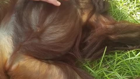 monkey