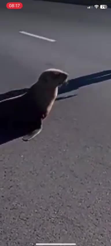 [WATCH] It’s the sealy season: Cape fur seal found wandering in traffic