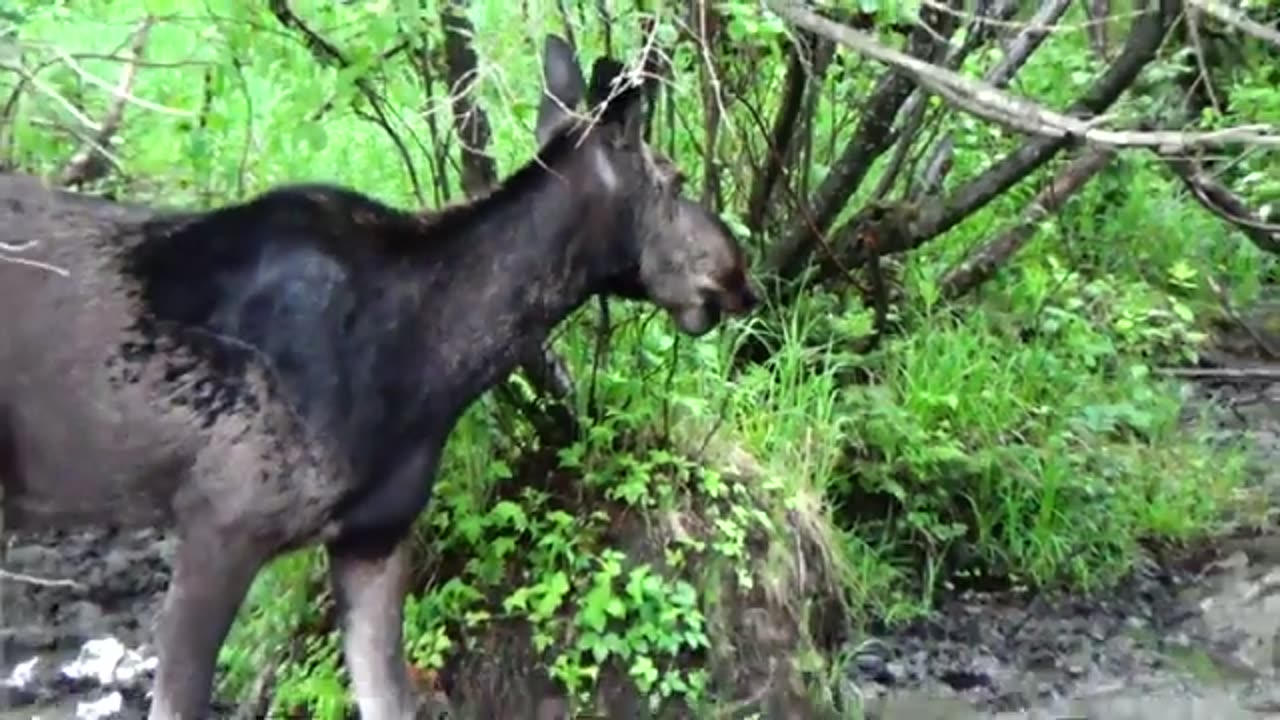 Mudhole Moose