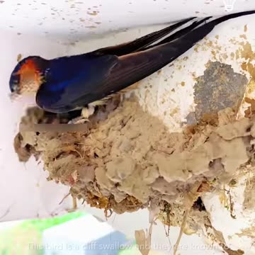 Birds constructing nests with mud🐦