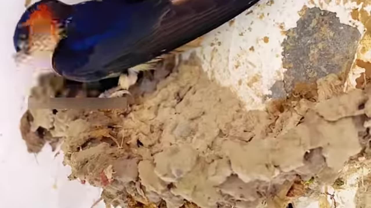 Birds constructing nests with mud🐦