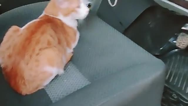 Captain cat #viralvideo #cat