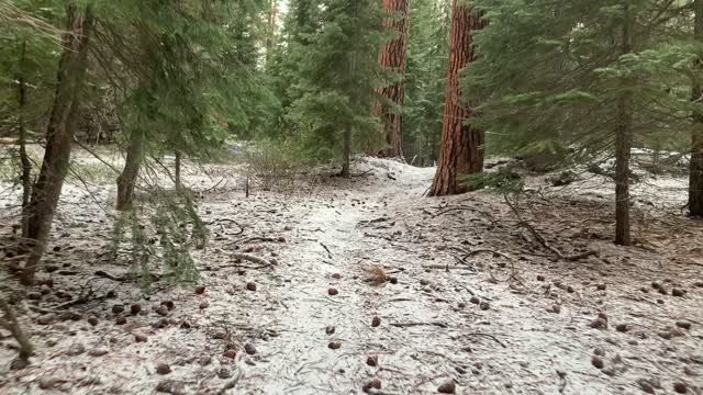 Central Oregon – Edison Sno-Park – Hiking Through the Snowy Forest – 4K