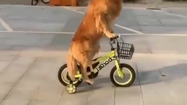 A beautiful dog ride a bike 💚💚