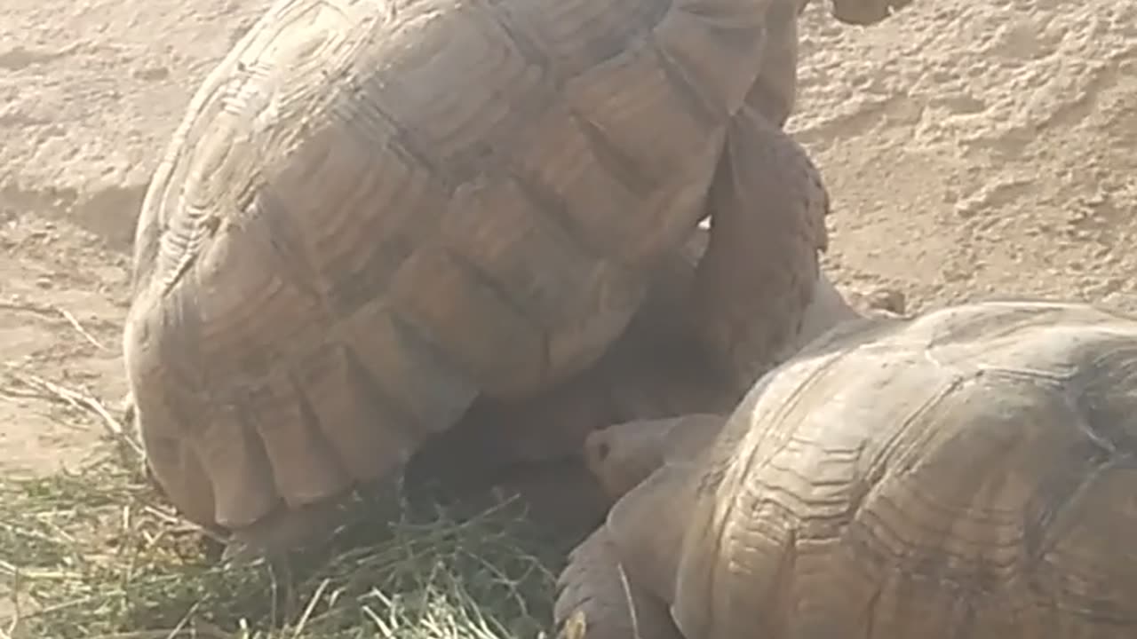 Big turtles having a relationship