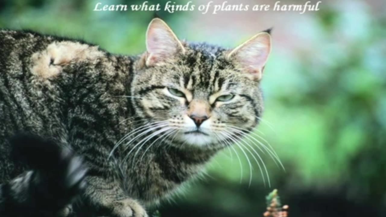 Cat Health Tips Viral