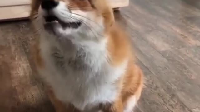 Whatdoesthefoxsay