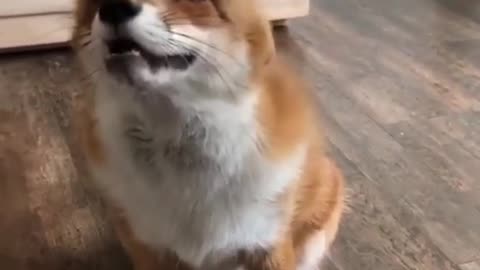 Whatdoesthefoxsay