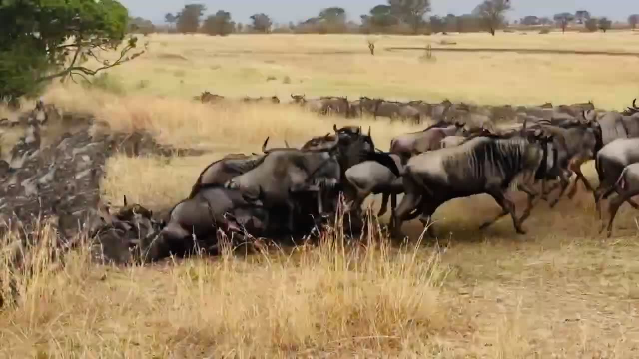 Extraordinary Herd Wildebeest Crossing Mara River