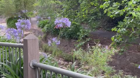 Waterfall gully