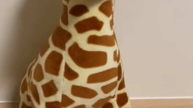 I caught this giraffe doll at the mall