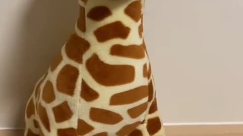 I caught this giraffe doll at the mall