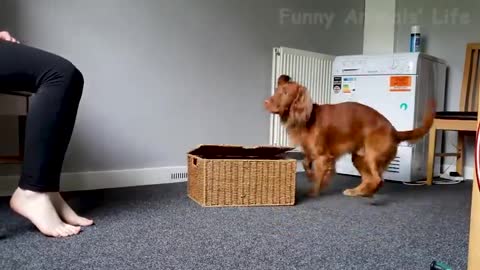Funny Animals