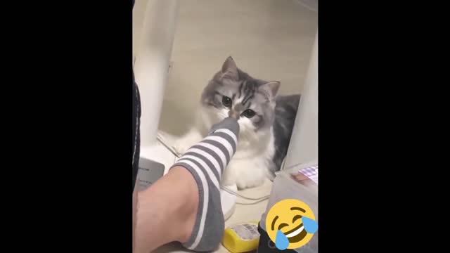 Funny And Cute Cats ❤️